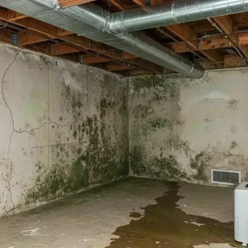 Professional Mold Removal in Northfield, KY